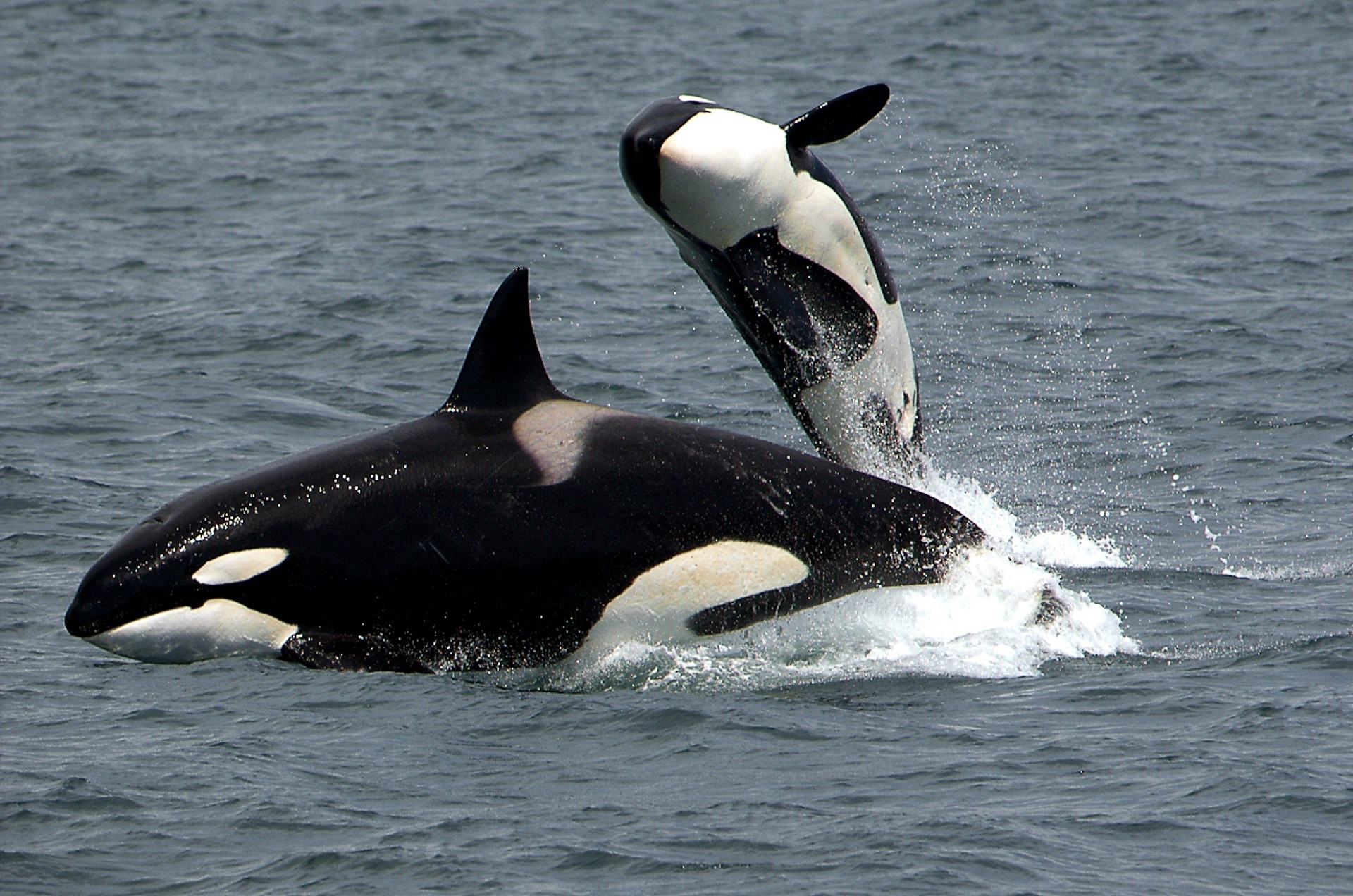 Scientists Use Drones To Collect Whale Snot British Council