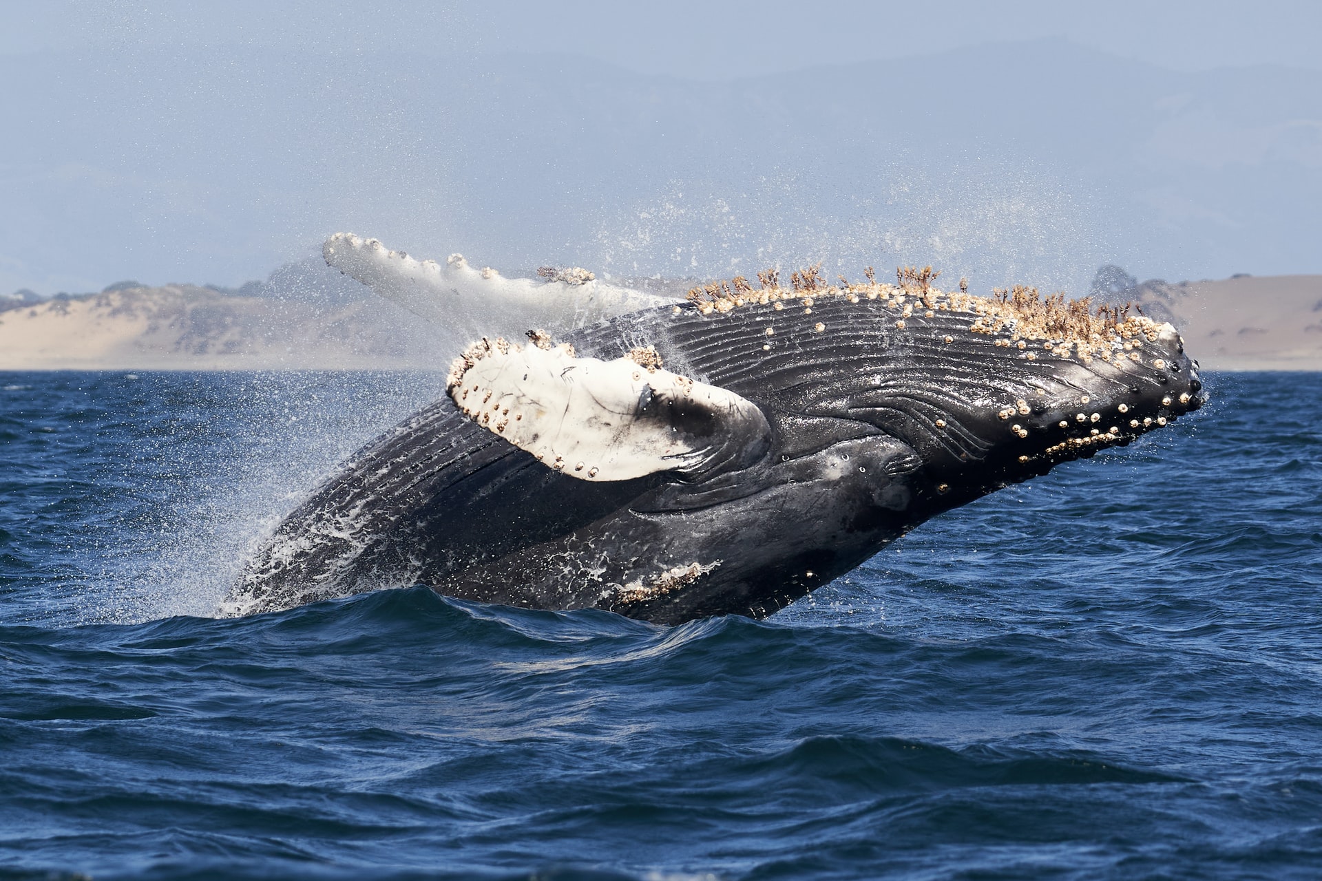 What's the meaning of whales being shown so often? Is there some symbolism,  or is it simply just because there are whales in the ocean? : r/ DeathStranding